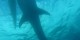 Philippines - 2012-01-16 - 123 - Whale Shark Beach